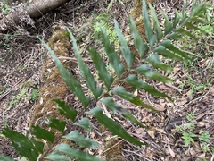 Asplenium contiguum