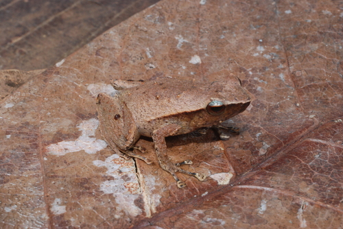 Cophixalus cheesmanae observed 2008-07-15