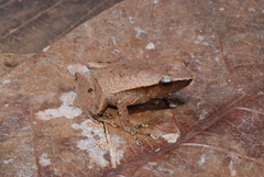 Cophixalus cheesmanae