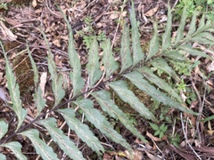 Asplenium contiguum