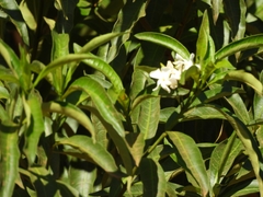 Tabernaemontana catharinensis