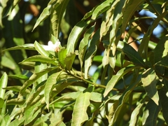 Tabernaemontana catharinensis