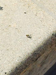 Calyptratae