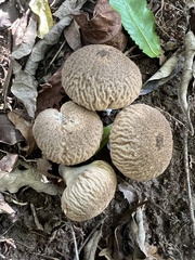 Calvatia