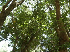 Cryptocarya alba