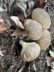 Calvatia
