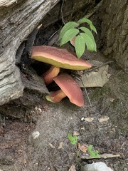 Baorangia bicolor