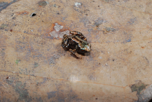 Paedophryne swiftorum, 2008-07-15