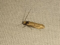 Tinea apicimaculella