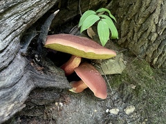 Baorangia bicolor