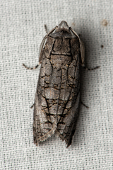 Culama australis