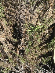 Epilobium canum