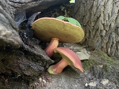 Baorangia bicolor