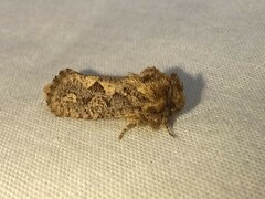 Acrolophus arcanella