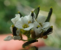 Draba glabella