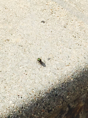 Calyptratae
