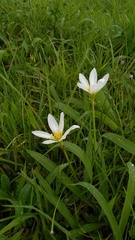 Zephyranthes robusta
