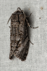Culama australis