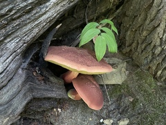 Baorangia bicolor
