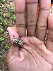 Rhabdopholis robertsi