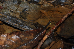 Austrochaperina palmipes