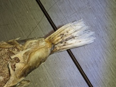 Diodon hystrix