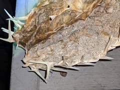 Diodon hystrix