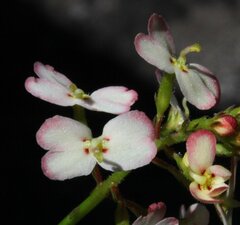 Stylidium junceum