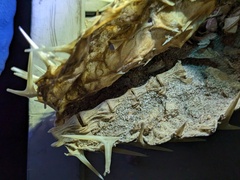 Diodon hystrix