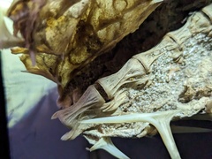 Diodon hystrix