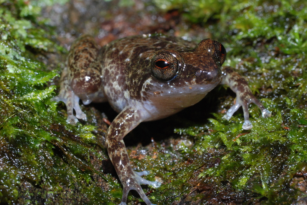 Dayman Land Frog