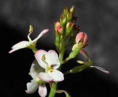 Stylidium junceum
