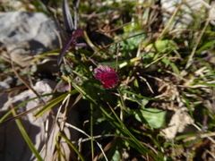 Bellis perennis