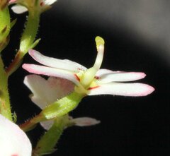 Stylidium junceum