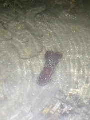 Callistoctopus dierythraeus