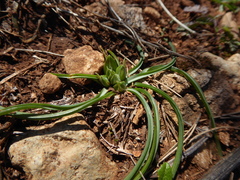 Ornithogalum umbellatum