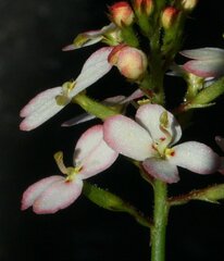 Stylidium junceum