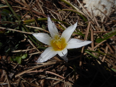 Romulea bulbocodium leichtliniana