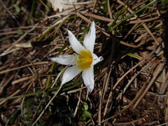 Romulea bulbocodium leichtliniana