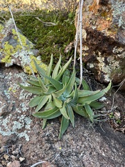 Dudleya saxosa collomiae