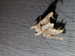 Diodon hystrix