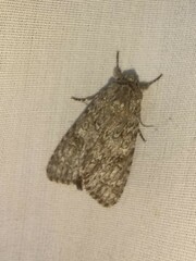 Acronicta impleta