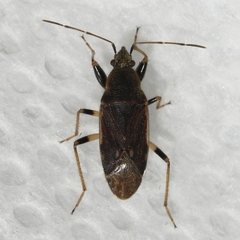 Perigenes constrictus