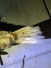 Diodon hystrix