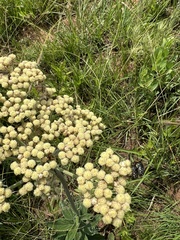 Helichrysum nudifolium