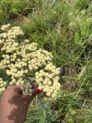 Helichrysum nudifolium
