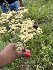 Helichrysum nudifolium