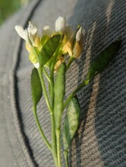 Draba glabella
