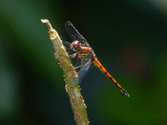 Cannaphila insularis