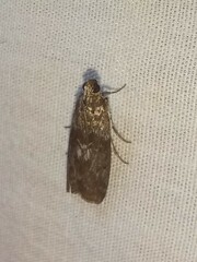 Sciota subcaesiella